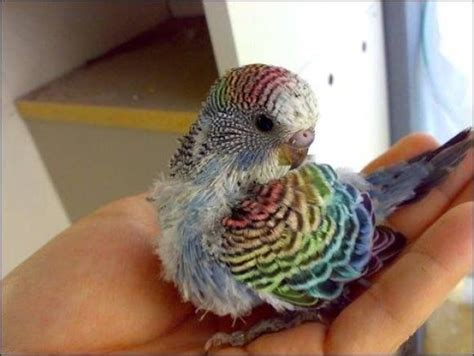 Unusual Budgie | Budgies bird