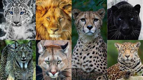 All Types Of Big Cats | Big Cats Names 2022 - YouTube