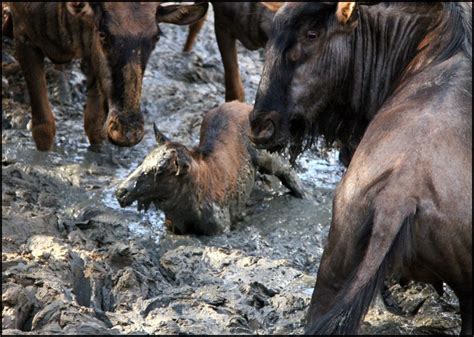 Drought Leaves Animals Stuck in the Mud. PHOTOS & SANParks' Plans ...