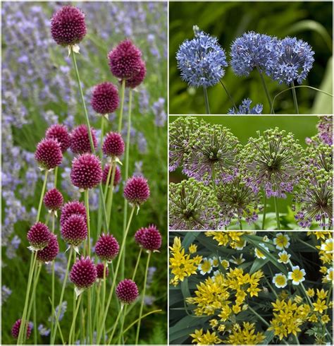 Allium Multiple Varieties | Allium | Shades of Green Inc.