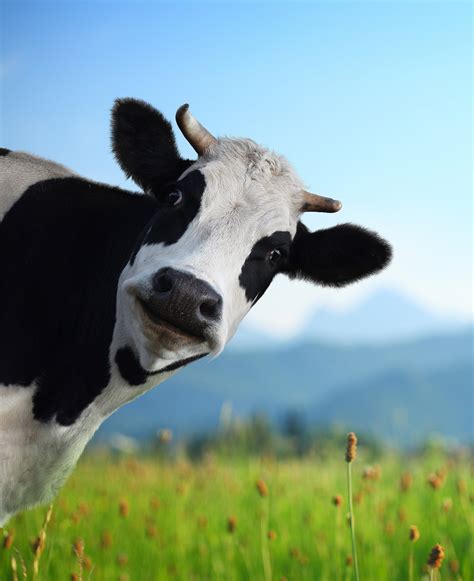 Head of funny cow looking to a camera with Alps and green meadow | Urban Gourmet