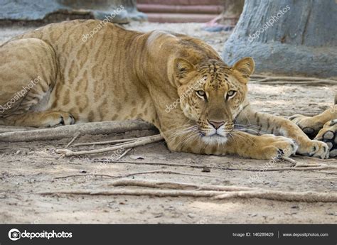 White Liger For A Walk In The Zoo A Hybrid Of A Lion And A A Large Male ...