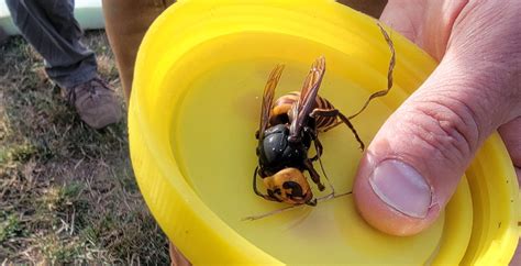 Third murder hornet nest of 2021 found near BC-Washington border | News