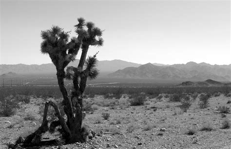 Nevada Desert Cactus Landscape Free Stock Photo - Public Domain Pictures