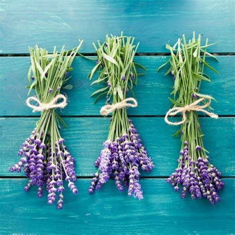 Lavender as a Natural Sleep Aid