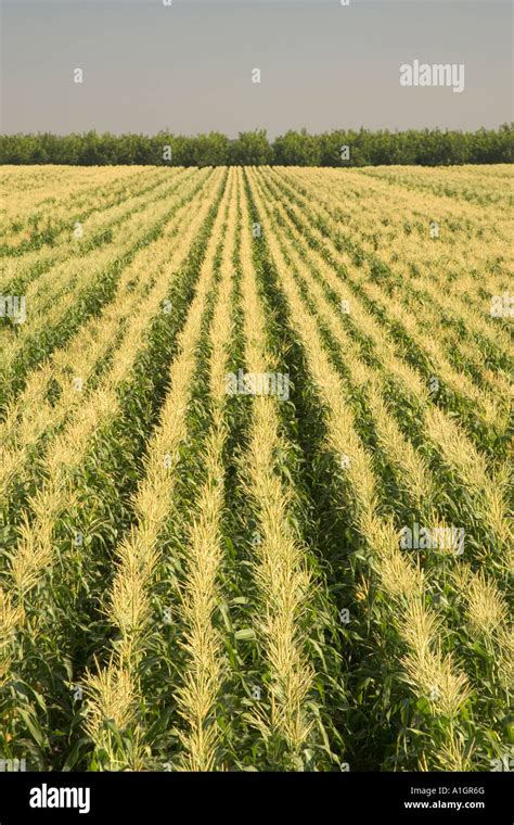 Corn field converging rows, tassel stage Stock Photo - Alamy