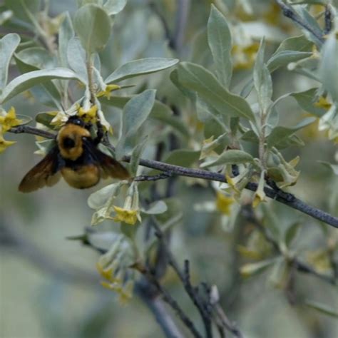 Pollinator Habitat & Biodiversity Improvement | Canadian Roundtable for ...