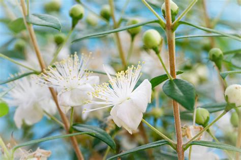 Myrtle Flower Which means, Symbolism, Myths, Folklore, and Cultural Significance - My Blog