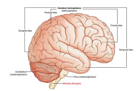 Anatomy Of Medulla Oblongata - Anatomy Reading Source