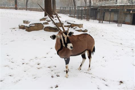 Animals in Beijing Zoo, Beijing Zoo Photos, Beijing Zoo Images - Easy ...