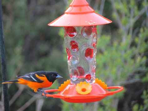 Nectar feeder for Orioles. Hummingbirds will use it as well!! | Nectar feeders, Outdoor decor ...