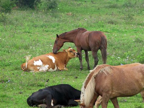 10 Inspiring Interspecies Friendships | HORSE NATION