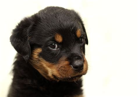 Rottweiler Price – How Much Is This Loyal and Lovable Giant?