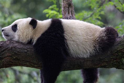 How many pandas are left in the world? - 2023 10 Hunting