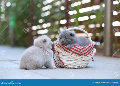 Kittens Playing in a Basket, Outdoor Stock Photo - Image of kittens, furry: 118302600