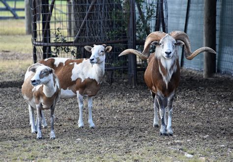 Sheep For Sale | R&J's Painted Desert Sheep