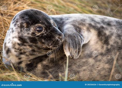 Seal Pup stock photo. Image of cute, marine, wildlife - 28256636