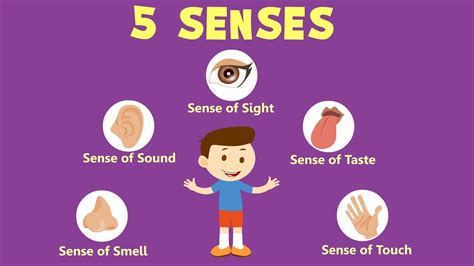 Human Sense Organs | Learn about five Senses | Senses activities, Senses preschool, Senses