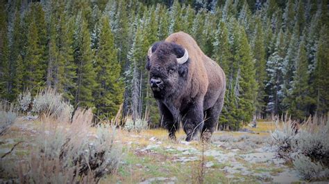 Bison Unveiled: Exploring the Top 10 Fascinating Facts About North America's Iconic Mammal ...