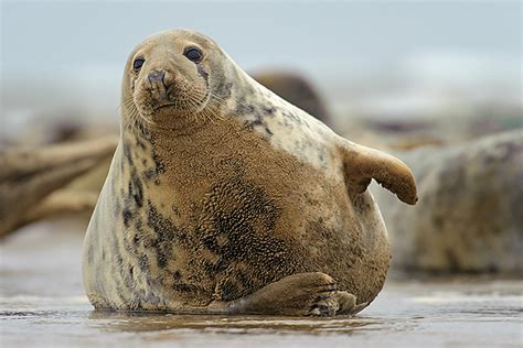 Grey Seals at Donna Nook - Chris Gomersall Photography