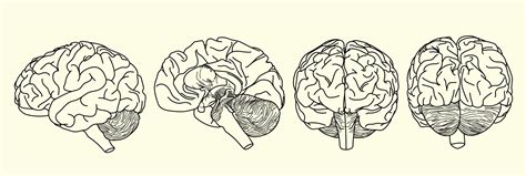 Realistic brain outline set in vector illustration with side half front back view 7973528 Vector ...