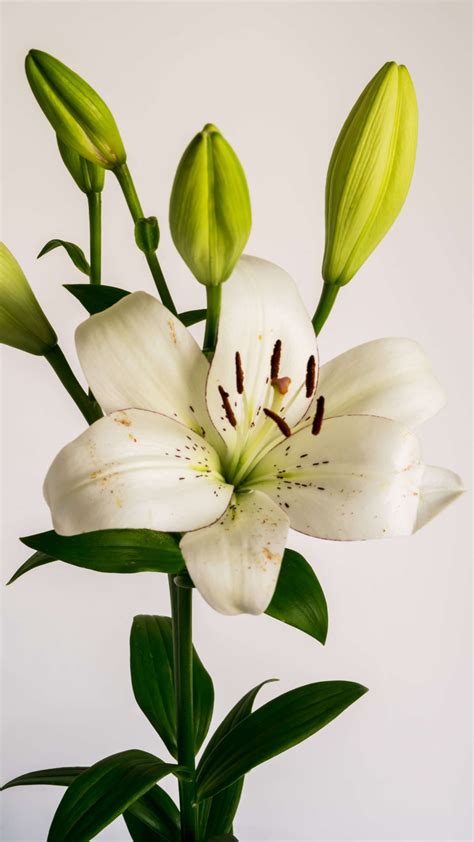 White Lily Flower - Photo Wallpaper