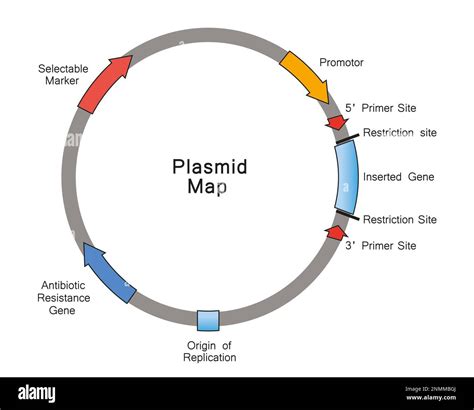 Plasmid map, illustration Stock Photo - Alamy