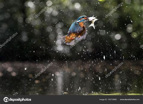 Kingfisher with fish in beak Stock Photo by ©ysbrand 153718906