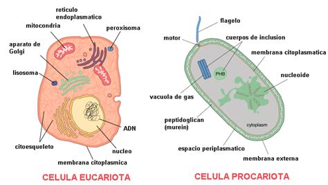 CLASES DE CELULAS