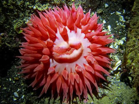 Splendid sea anemones