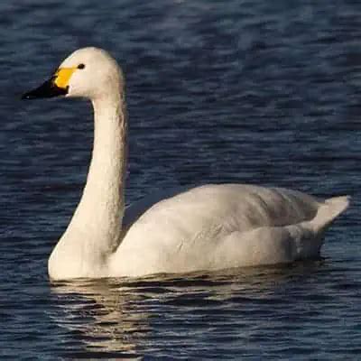 7 Swan Species & Swan Types (How to Identify) - Pond Informer