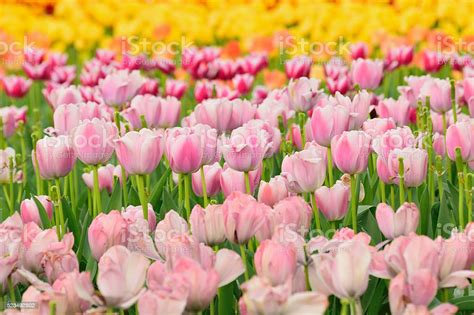 Tìm hiểu về những loài hình nền hoa tulip hồng Đẹp nhất thế giới