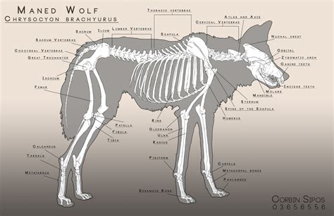 Maned Wolf Anatomy by OhWoahItsMe on DeviantArt