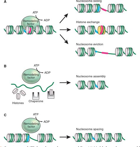 Figure 2 from Nucleosome remodeling and epigenetics. | Semantic Scholar