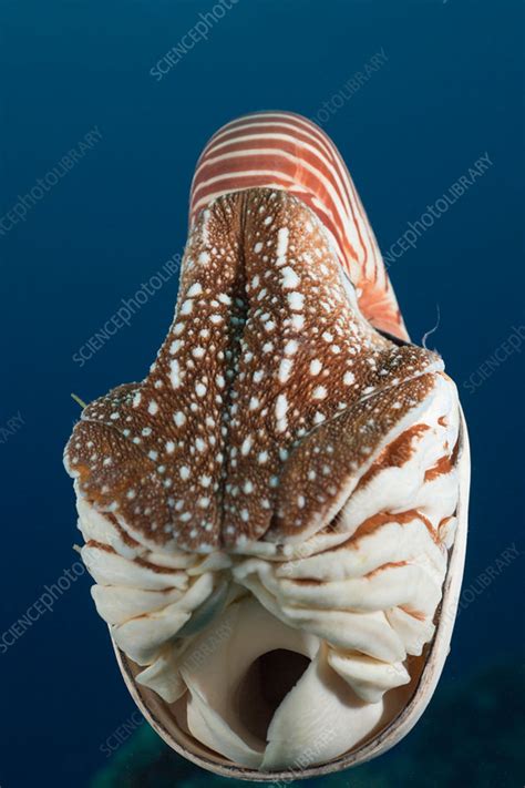 Chambered Nautilus - Stock Image - C031/7687 - Science Photo Library