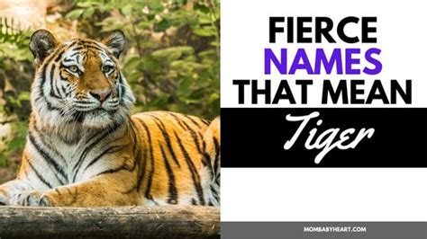 30+ Fierce Names That Mean Tiger - Mom Baby Heart