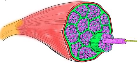 Practice Muscle Anatomy Vocabulary and Color a Muscle