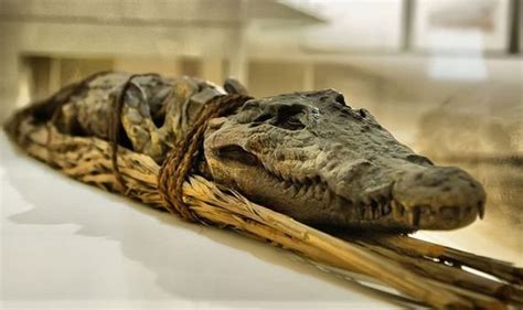 Ancient Egyptians mummified crocodiles to appease the gods - 'Dangerous ...