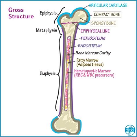 #bone #anatomy #skeleton #humananatomy #grossanatomy #anatomyandphysiology #histolo… | Basic ...