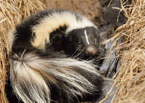 Habits of A Skunk - AnimalBehaviorCorner