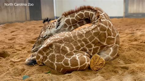 Baby giraffe | North Carolina Zoo holds online vote to pick name of newest animal - ABC11 ...