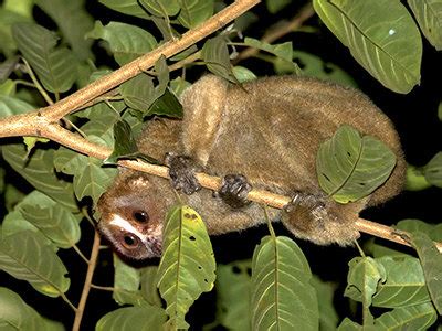 Slow Lorises of SE Asia