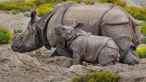 Greater One-Horned Rhino Calf Debuts at San Diego Safari Park – NBC 7 ...