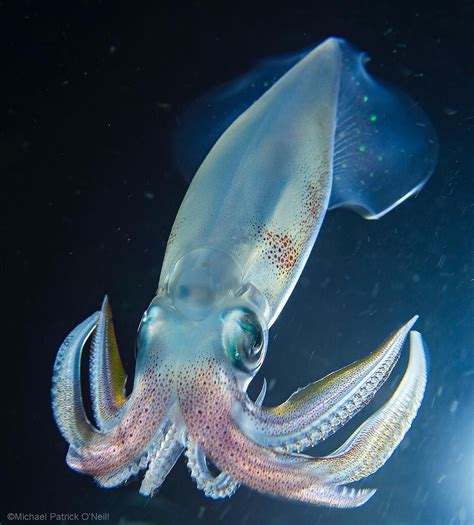 Cool squid (species unknown, around seven inches TL) from last ...