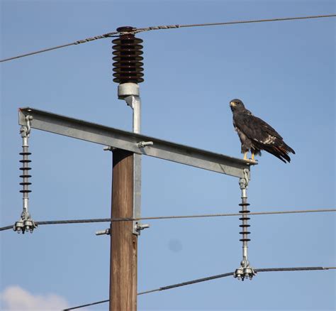 When the White Storks return to South Africa - Amohela Ho Spitskop