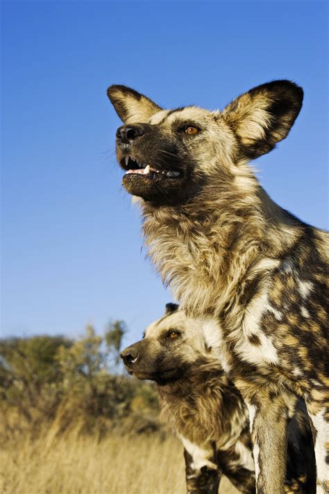 Namibia Wildlife Sanctuary - The Mighty Roar