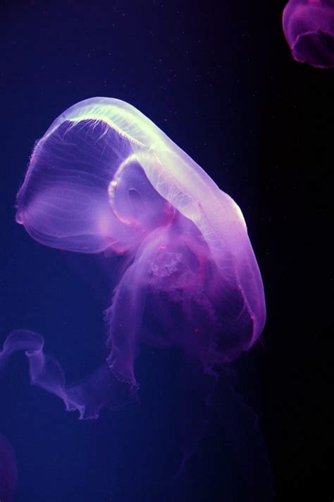 How Dangerous is a Moon Jellyfish Sting? - Icy Health