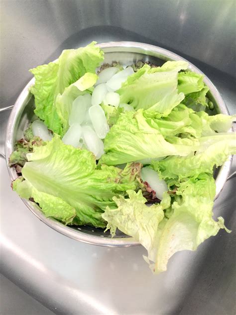 My Secret Recipe To Crisp Fresh Lettuce | The Blonde Animal Ambassador