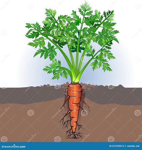 Carrot Plant Growth Stages Infographic Elements. Growing Process Of Carrot From Seeds, Sprout To ...