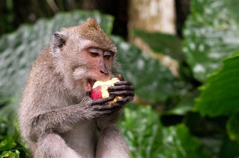 Premium Photo | Young macaque monkey eat